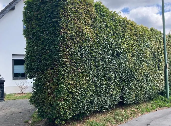 Apartamento Zum Belgenbachtal *